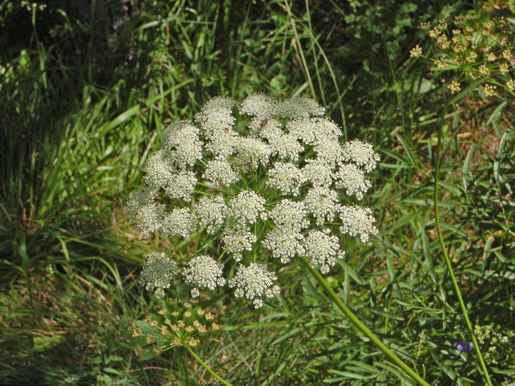 Una Ombrellifera di montagna - Laserpitium sp.